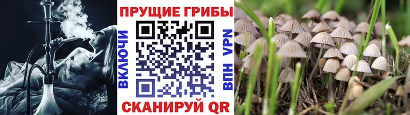 Псилоцибиновые грибы MAGIC MUSHROOMS Волосово